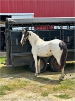 4yro Spotted Saddle Mare