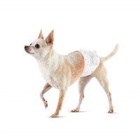 Basics Male Dog Wrap, Disposable Diapers for