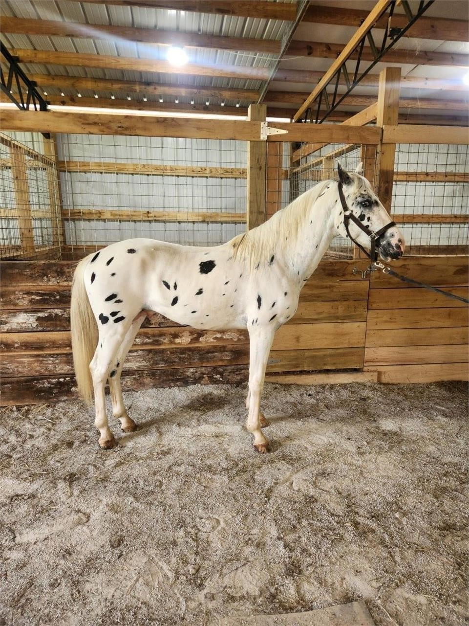 May 4th Horse Sale
