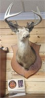 Older Buck Mount Deer Hunting