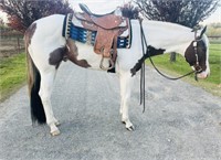 SMORE OF WHAT 2 yr. 16hh APHA Gelding