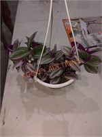 Hanging Flower Baskets