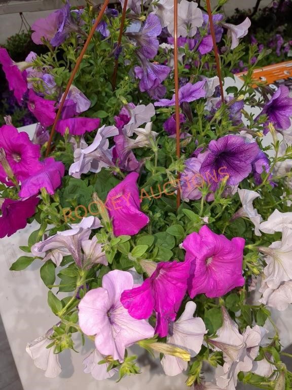 517- Spring Hanging Baskets, Potted Flowers and Shoes