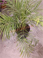 Miniature Palm Tree