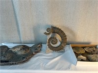 Oceanic Fossils: Shells, Nautilus, Ammonite etc