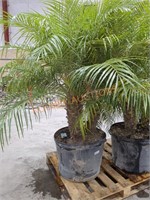 Large Palm tree pot diameter 24"
