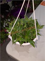 Flowers small hanging basket