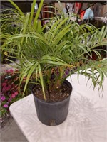 Miniature palm tree