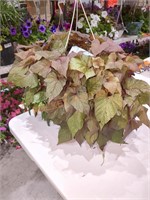 Flowers medium hanging basket