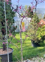 (2) Flame Thrower - Red Bud Trees - 10 gallon