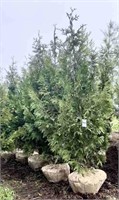 (5) Nigra Arborvitae - 7-8 ft