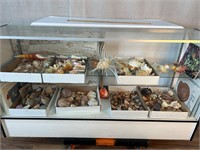 Large Seashell Collection w/Books