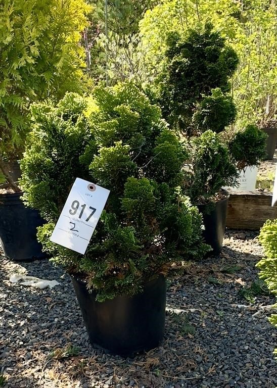 Nursery Stock Auction - Zuck's Cedar Ridge & Dimmick & Sons