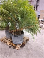 Large Palm tree pot diameter 24"