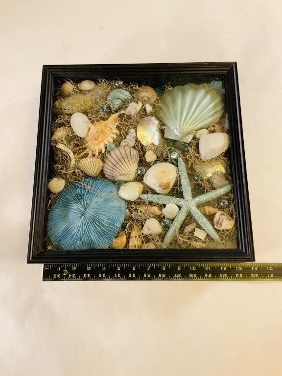 Collection of sea shells in shadow box