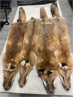 4 fox pelts