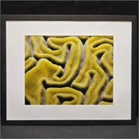 Brain Coral Photo Art