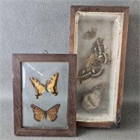 Aged Butterfly Displays w/a Cocoon *
