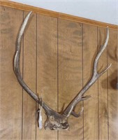Elk Antlers  Approx 27"W, 29.5"T, 12"D.