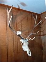 Elk Euro Mount. Approx 35 inches wide, 43 1/2