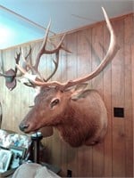 Mounted elk. 36 1/2 inches wide, 58 1/2 inches