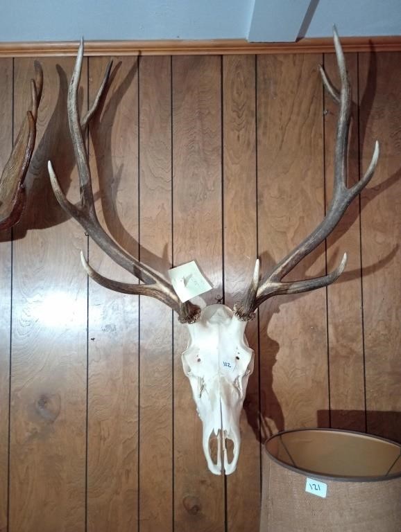 Euro Mount elk. Approx 31 inches wide, 43 1/2