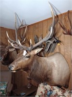 Fantasic Elk Mount Harvested 2003 at Quinlan Ranch