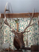 Amazing Elk Mount. Approx 37 1/2 inches