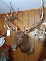 Large elk mount. Approx 40 1/2 inches wide, 66