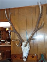 Euro Mount elk. Approx 35 1/2 inches wide, 35
