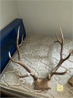 Elk Antlers 34” x 42” x 18” 12 pts