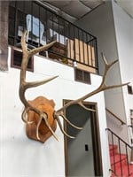Large 6 x 6 Elk Skull Plate on Plaque Wall Décor