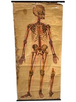 Life Size Educational Human Skeleton Poster