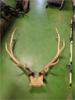 Elk Skull Plate 5x5