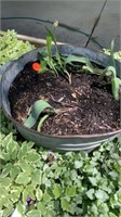 GALVANIZED TUB WITH POTTING SOIL AND TULIPS