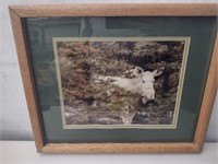 Wild Life Picture/Frame