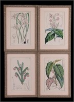 Antique Vincent Brooks Botanical Lithographs (4)