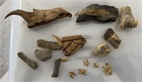 Petrified Wood, Fossils & Animal Teeth