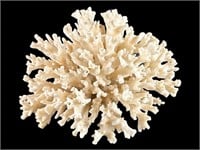 Natural White Coral Specimen Nautical Sea Decor