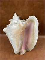 Large Authentic Conch Shell