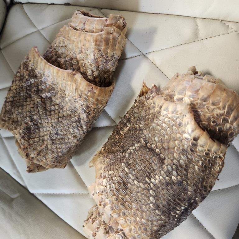 Two Authentic Snakeskins