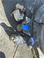Cement ducks and frog