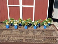 10 Uptick Gold & Bronze Coreopsis Plants