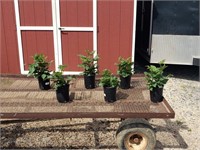 6 Triple Crown Thornless Blackberry Plants