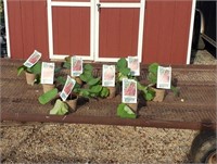 6 Victoria Red Rhubarb Plants
