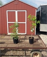 2 Elderberry Plants-Pollinator Pair