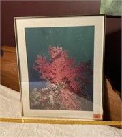 Coral Reef Print