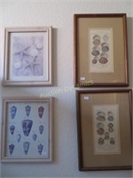 4pc. Framed Seashell Prints