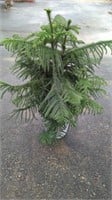 Norfolk Island Pine? Live House Plant
