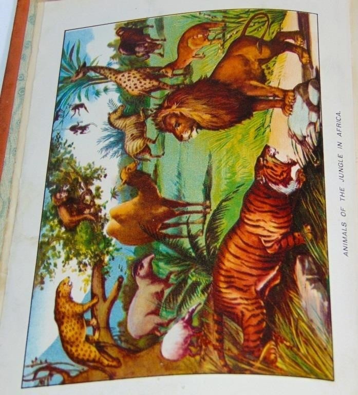 WILD ANIMALS of the JUNGLE and FOREST BOOK